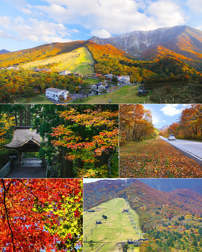 大山 紅葉
