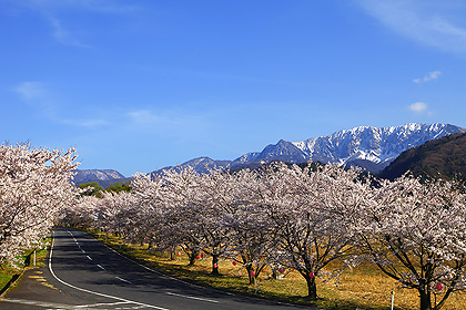 豊房 桜並木