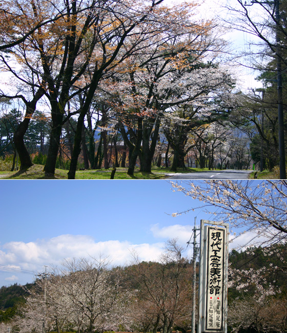 萩原桜並木