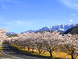 豊房の桜並木
