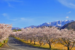 豊房の桜並木