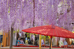 住雲寺の六尺藤