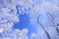 大山冬の森　雪の華