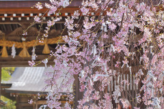 名和神社の桜