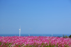 大山町　コスモスロード