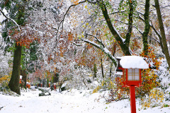 大神山神社奥宮　石畳の参道の雪と紅葉