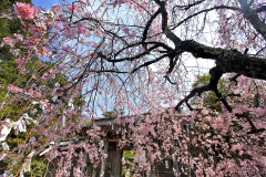 名和神社の桜