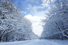 大山観光道路　雪の回廊　