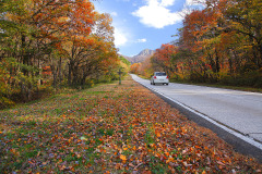 大山観光道路の紅葉