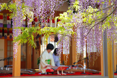 住雲寺の六尺藤　和琴の演奏