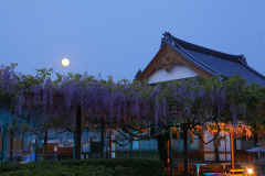 住雲寺の六尺藤