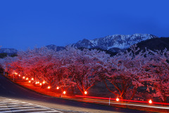 豊房の桜並木　ライトアップ