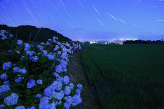 大山町宮内　紫陽花ロード