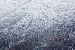 大山北壁　雪の樹木