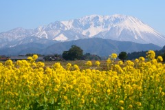 菜の花と大山北壁