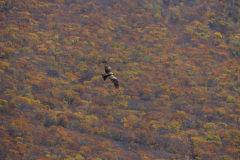 大山山頂から観るブナ林の紅葉