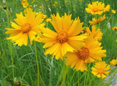 オオキンケイギクの花