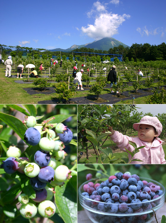 大山ブルーベリー農園