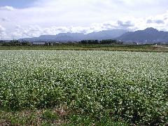 大山山麓に広がるそば畑