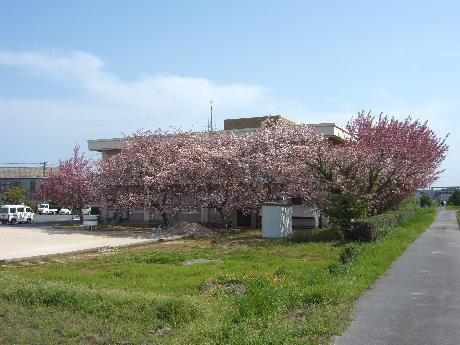 春は八重桜に隠れます（一部）