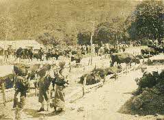 地蔵信仰が育んだ日本最大の大山牛馬市