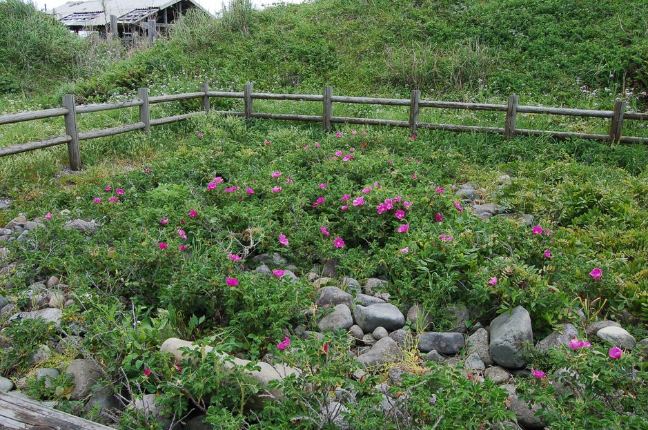 ハマナス自生南限地帯 山陰 鳥取県 大山町 だいせんちょう の行政ホームページ